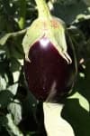 Sample 1 – Eggplant