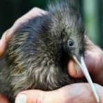 Sample 18 – Bird kiwi