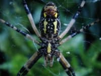 Sample 1 – Black and gold garden spider