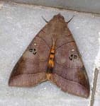 Sample 5 – Moth