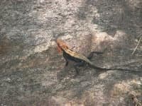 Sample 1 – Agama