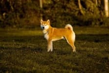 Sample 5 – Shiba inu