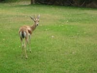 Sample 6 – Gazelle