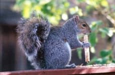 Sample 1 – Squirrel