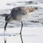 Sample 6 – Grey plover