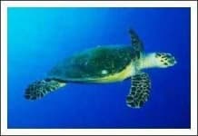 Sample 2 – Hawksbill