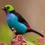 Sample of Paradise tanager
