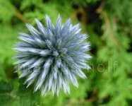Sample 4 – Globe thistle