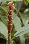 Sample 5 – Cautleya spicata