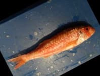 Sample 3 – Red mullet