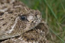 Sample 5 – Diamondback