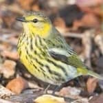 Sample 6 – Cape may warbler