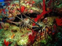 Sample 1 – Spiny lobster