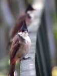 Sample 2 – Bulbul