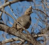 Sample 3 – Quail