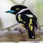 Sample 19 – Black yellow broadbill