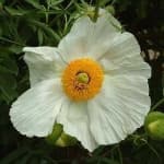 Sample 3 – Tree poppy