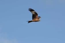 Sample 5 – Eagle
