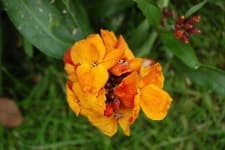 Sample 4 – Wallflower