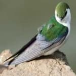 Sample 6 – Violet green swallow
