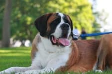 Sample 1 – Saint bernard