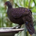 Sample 6 – Bornean pheasant