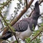 Sample 4 – Go away bird