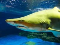 Sample 4 – Shark