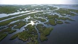 Sample 4 – Wetland