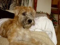 Sample 6 – Wheaten terrier