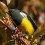 Sample 3 – Yellow bellied flowerpecker