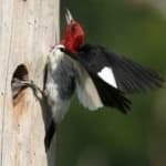 Sample 1 – Red headed woodpecker