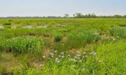Sample 2 – Wetland