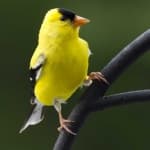 Sample 4 – Canary