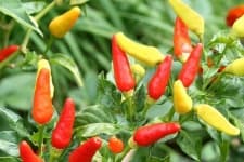 Sample 6 – Pepper