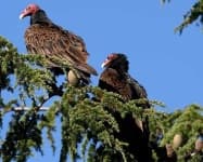 Sample 5 – Vulture
