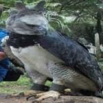 Sample 2 – Harpy eagle