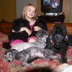 Sample 6 – Miniature poodle