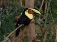 Sample 1 – Toucan
