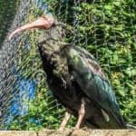 Sample 4 – Bald ibis