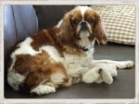 Sample 4 – Blenheim spaniel