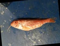Sample 2 – Red mullet