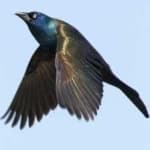 Sample 1 – Common grackle