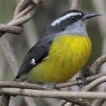 Sample 3 – Bananaquit