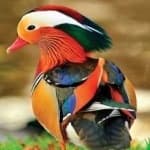 Sample 3 – Mandrin duck