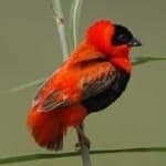 Sample 1 – Northern red bishop
