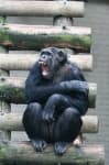 Sample 1 – Chimpanzee