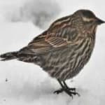 Sample 2 – Red winged blackbird
