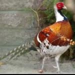Sample 18 – Elliots pheasant