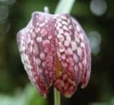 Sample 6 – Fritillary
